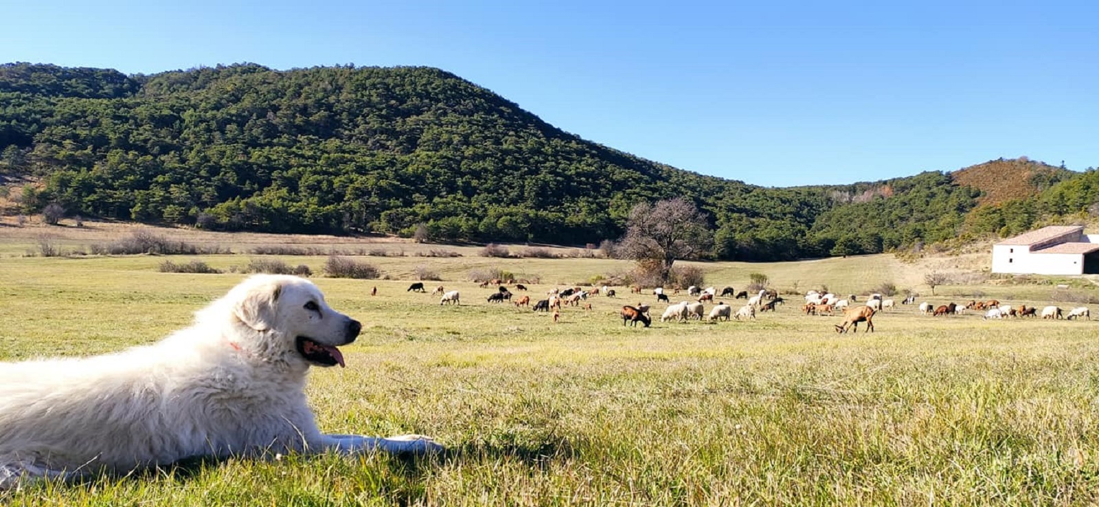 Le patou devant son troupeau - Le patou devant son troupeau