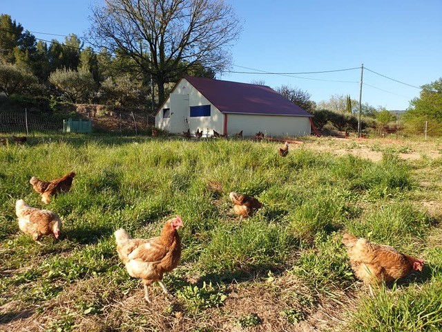 poules - Les Jardins de Barbebelle